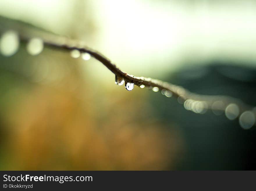 Water Droplets on Plant Branch in Tilt Shift Lens Photography