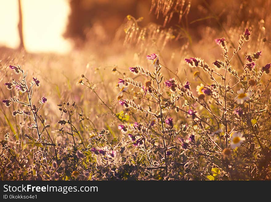 Selective Focus Photography of Purple Flowers