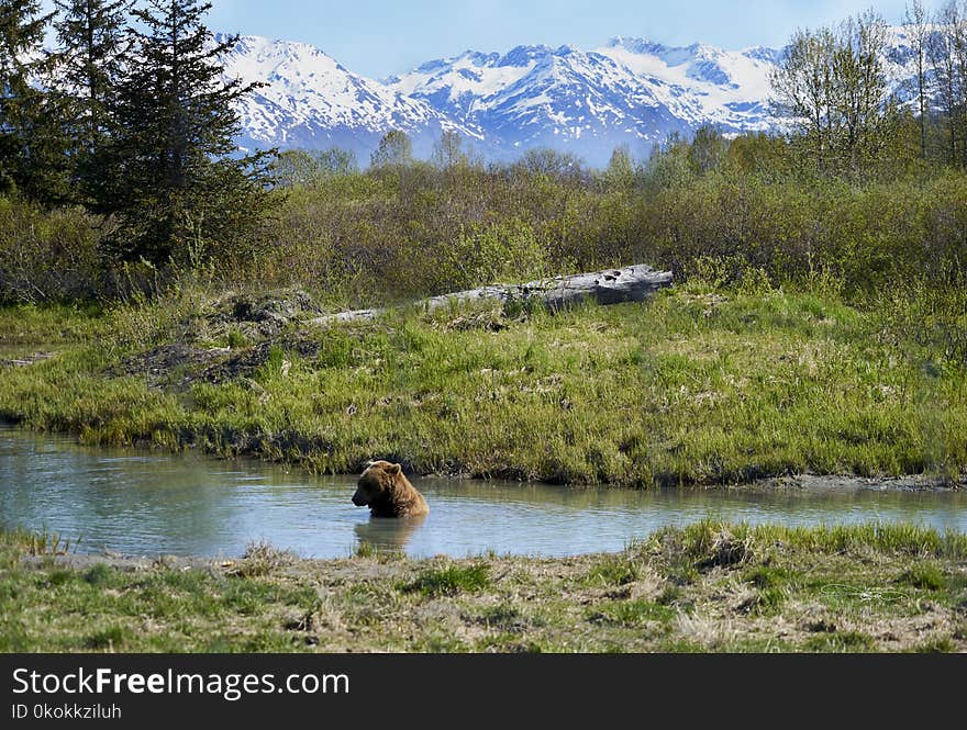 Brown Bear in the River