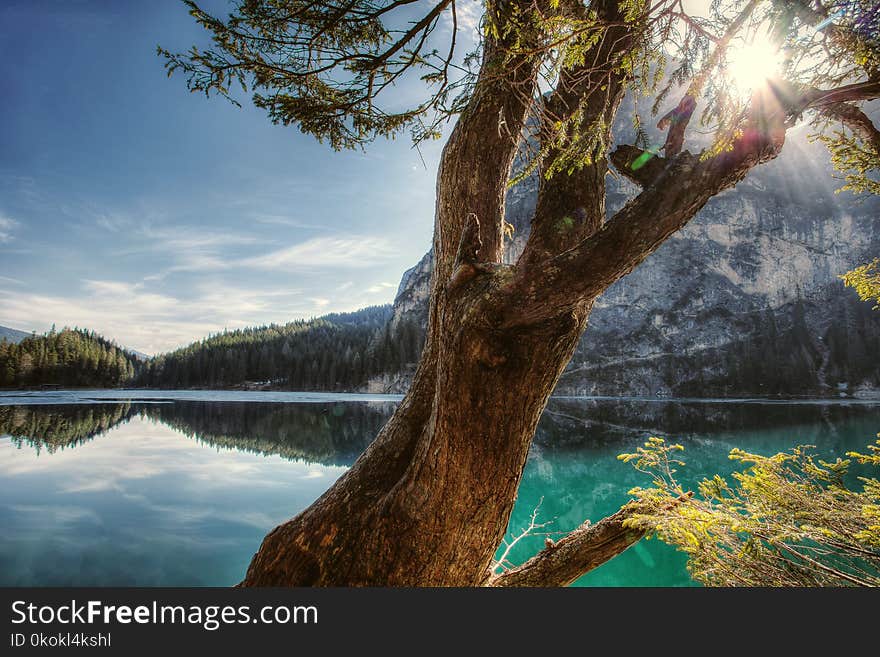 Landscape Photography of Tree and Sea