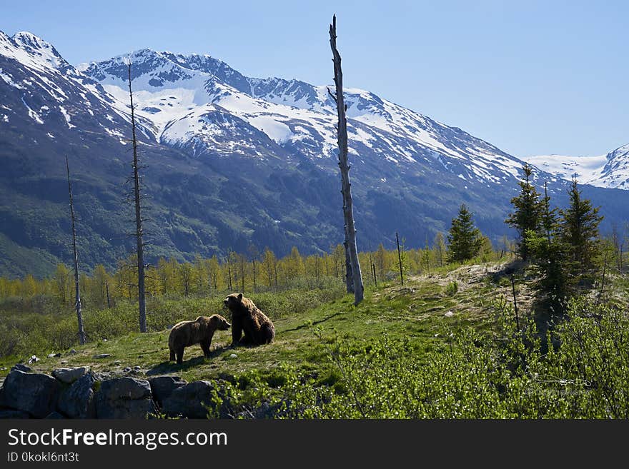 Two Brown Bears on Grass Field