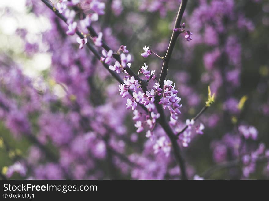 Purple and White Flowers