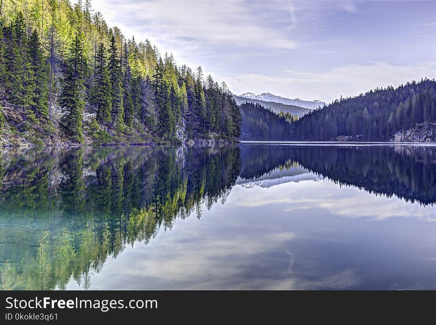 Green Pine Trees Near Body of Water