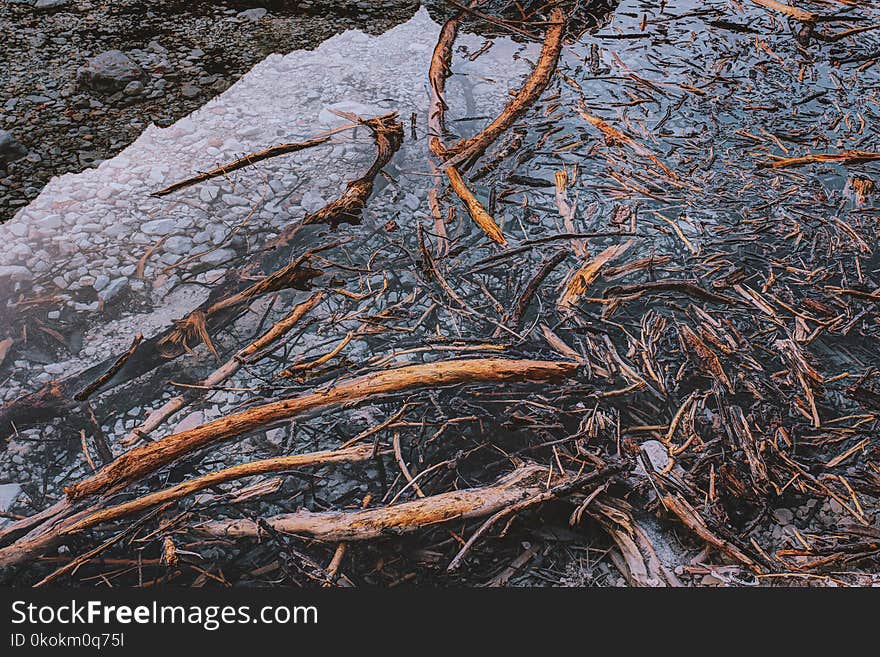 Brown Twigs On Water