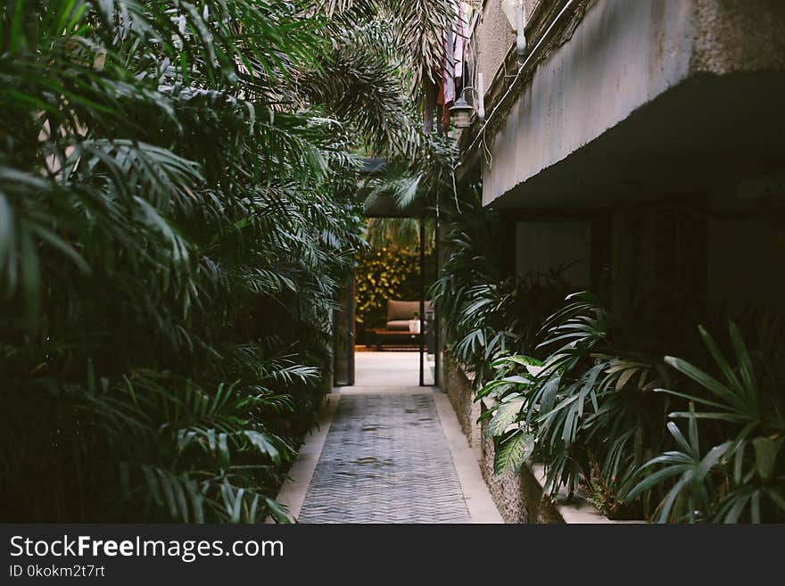 Pathway in the Middle of Linear Leaf Plants