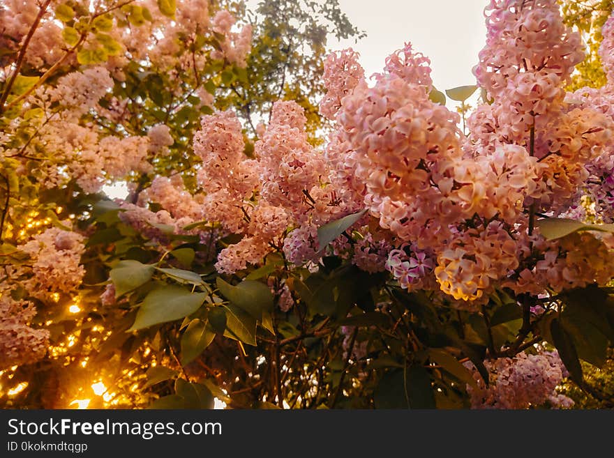 Photography of Pink Flowers