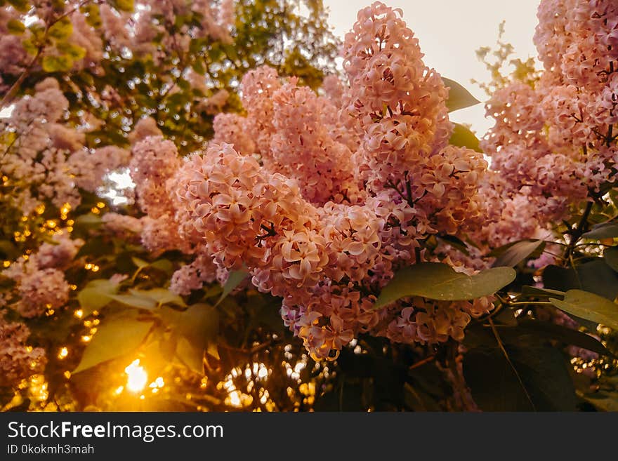 Photography of Pink Flowers