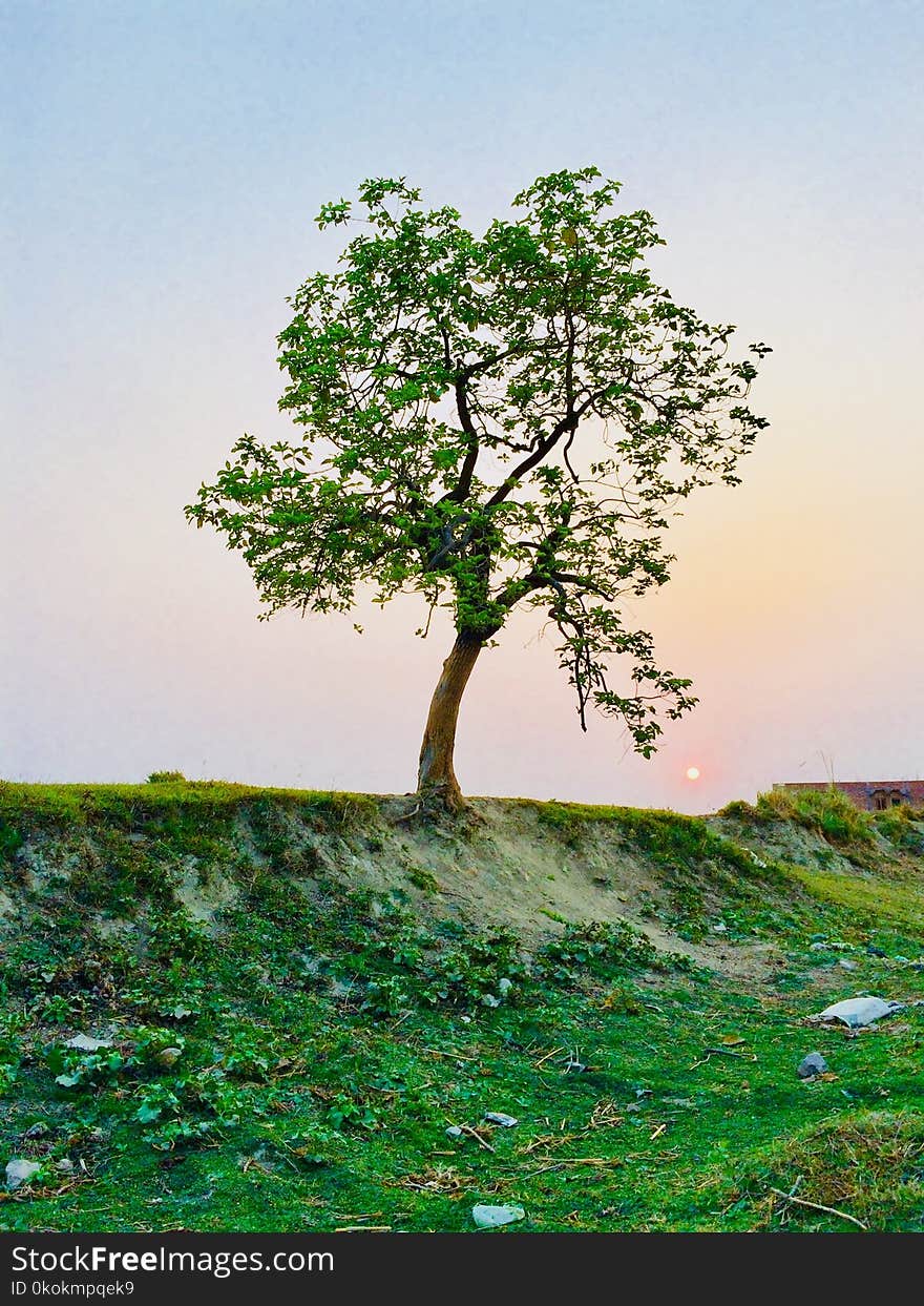 Photography of Tree