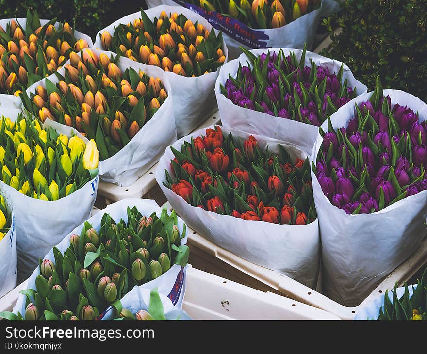 Photo of Bouquet of Tulips