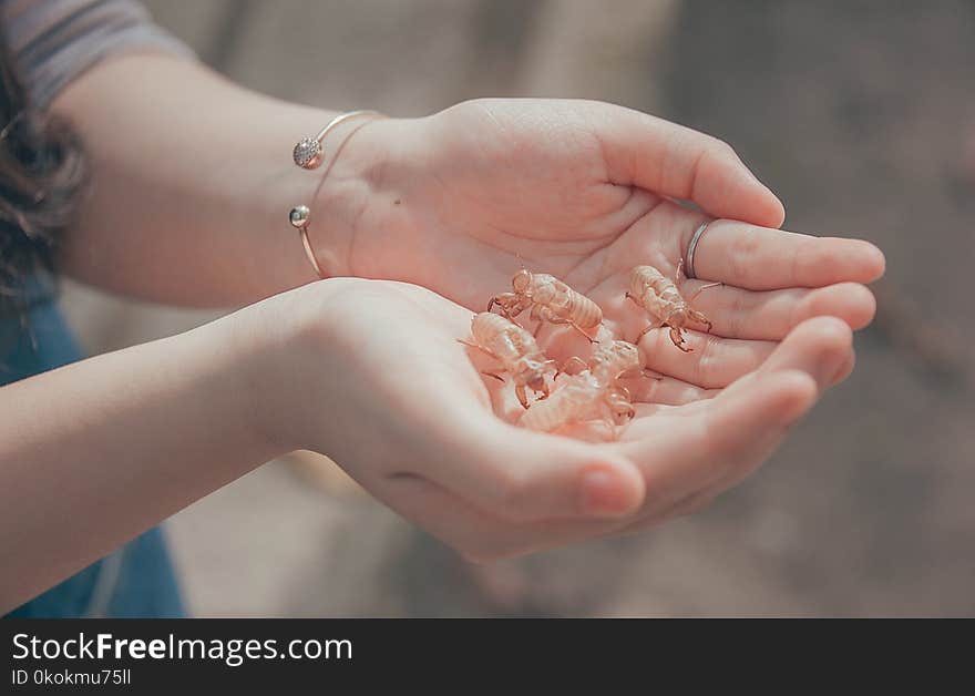 Person Holding Beetles