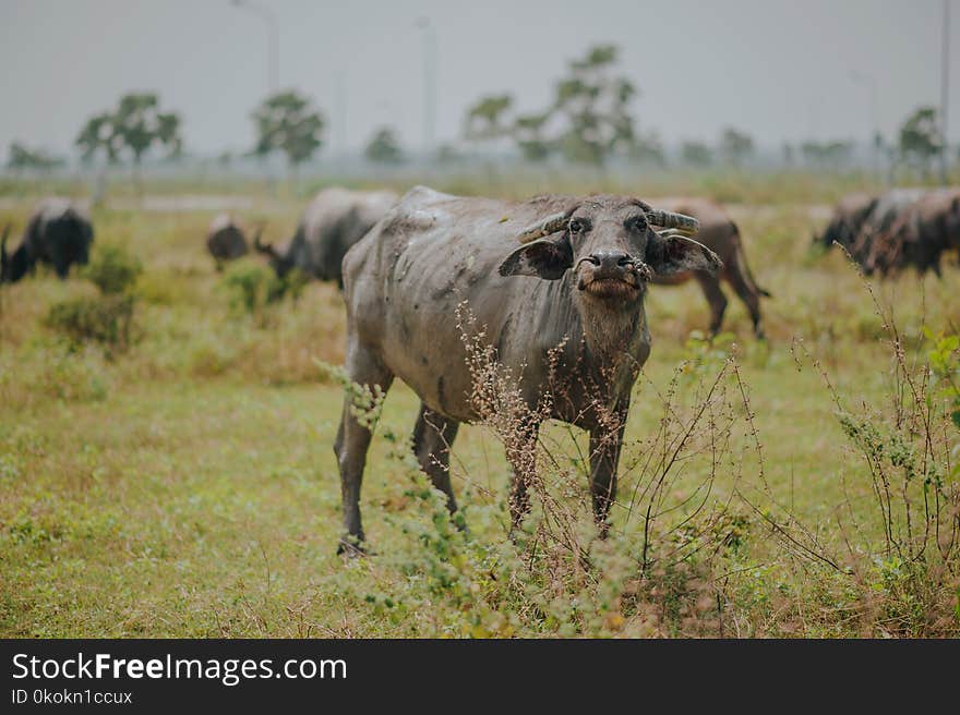 Water Buffalo on Green Grass