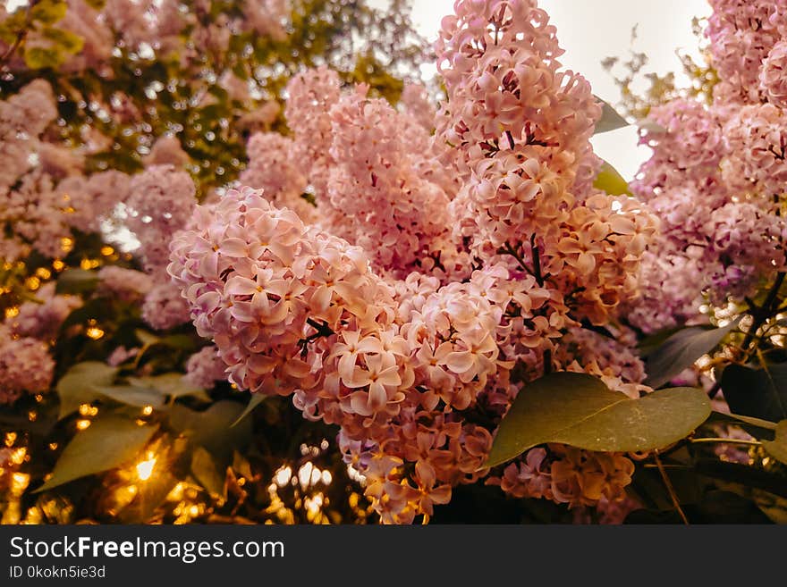 Shallow Focus Photography of Pink Flowers