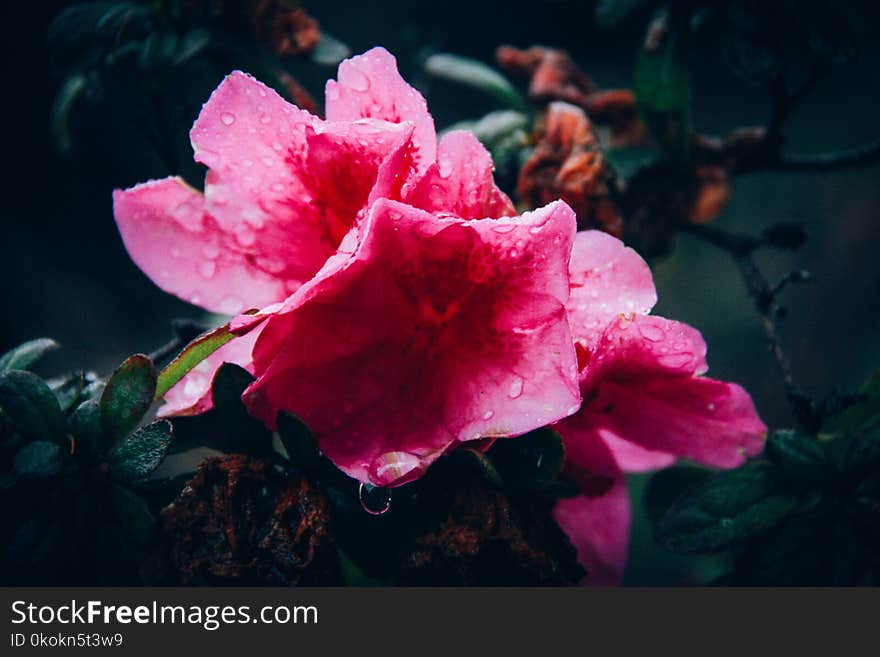 Close-Up Photography of Pink Flower With Droplets