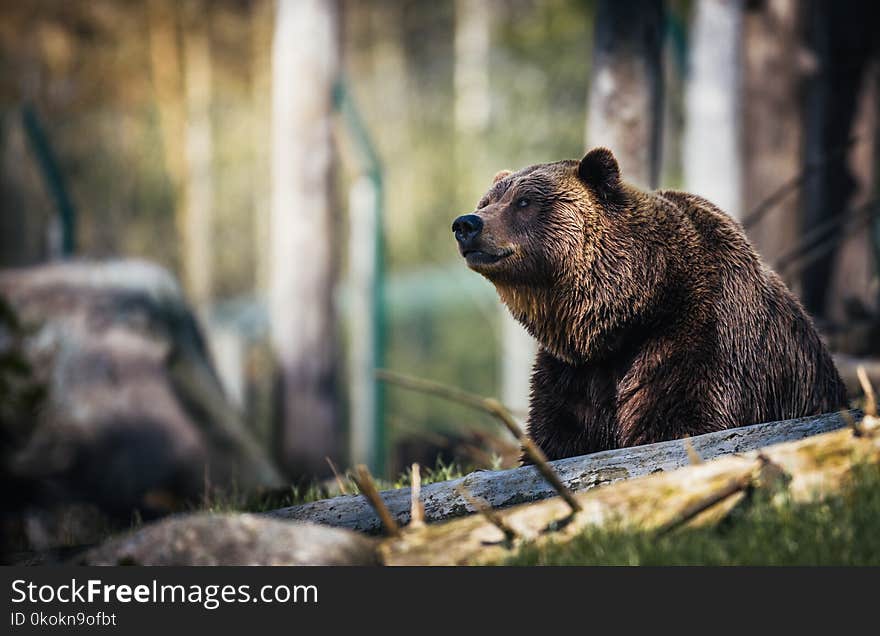 Close-Up Photography of Grizzly Bear