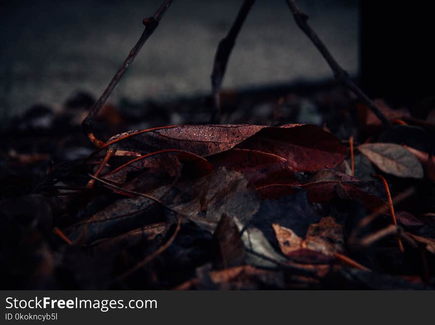 Close-Up Photography of Fallen Leaves