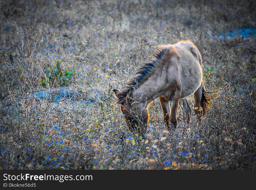 Brown Horse Eating Grass on a Field