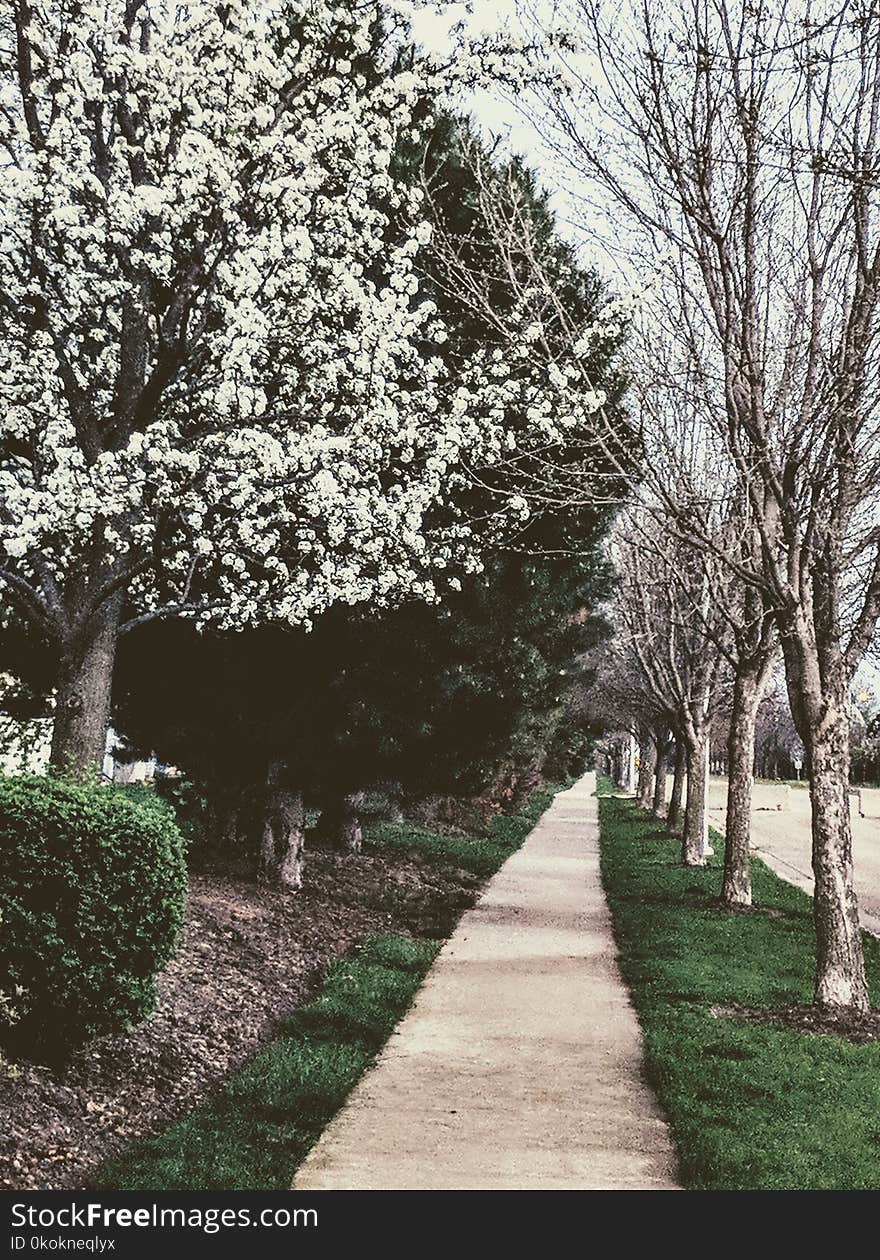 White Flowers On Trees