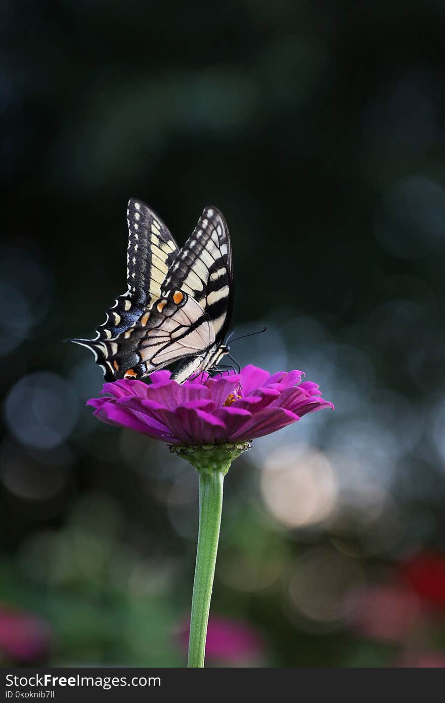 Close-up Photography of Butterfly