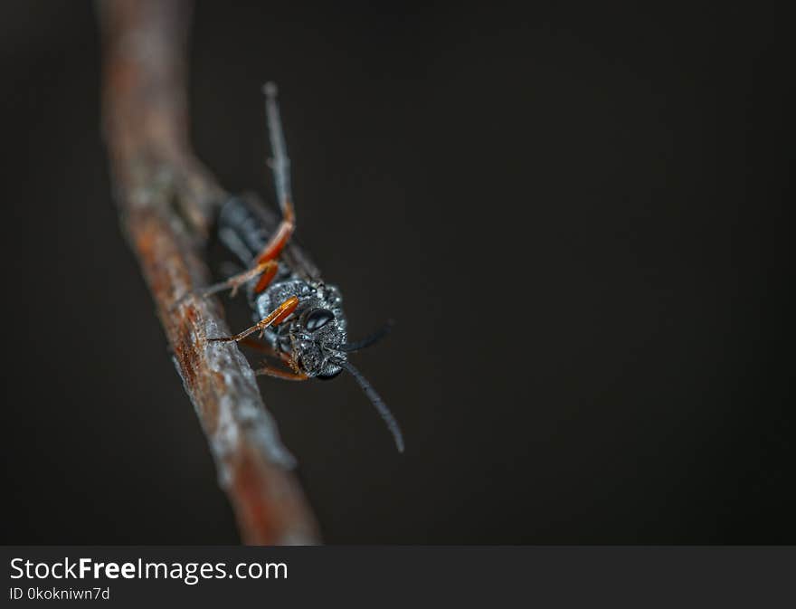 Macro Photography of Black Insect on Brown Twig