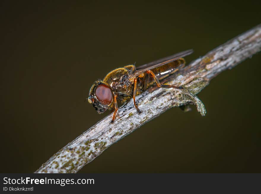 Hoverfly