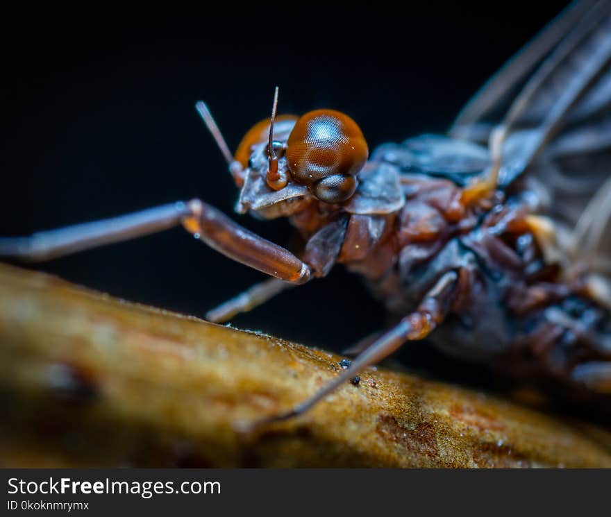 Brown Dragonfly on Brown Wood