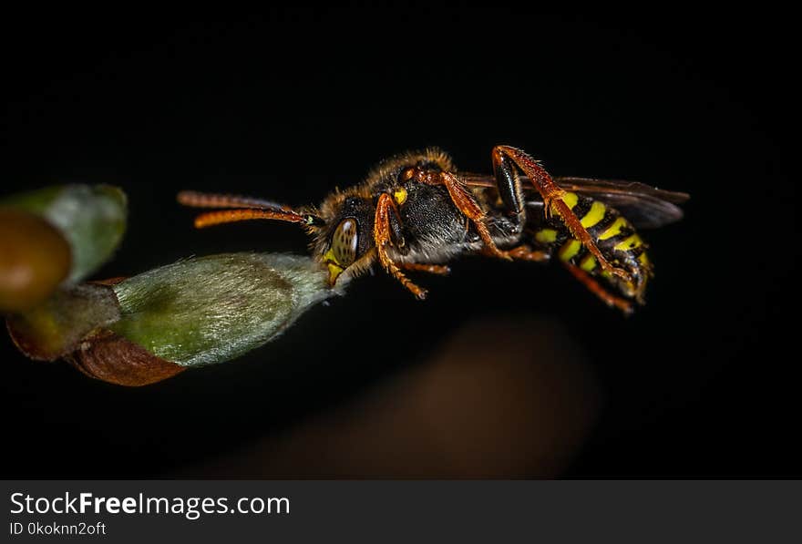 Macro Photography of Wasp