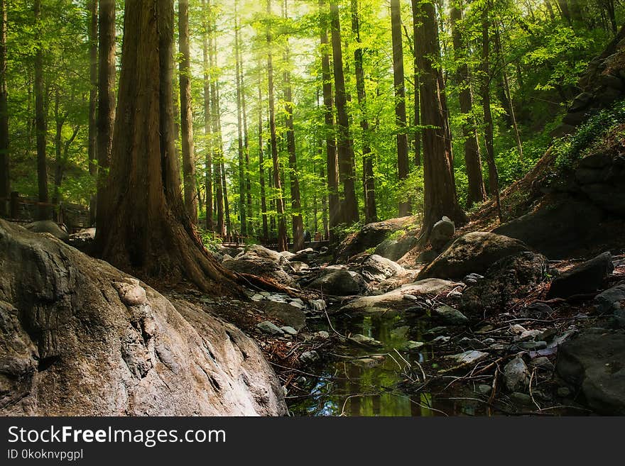 Photography of Forest During Daytime