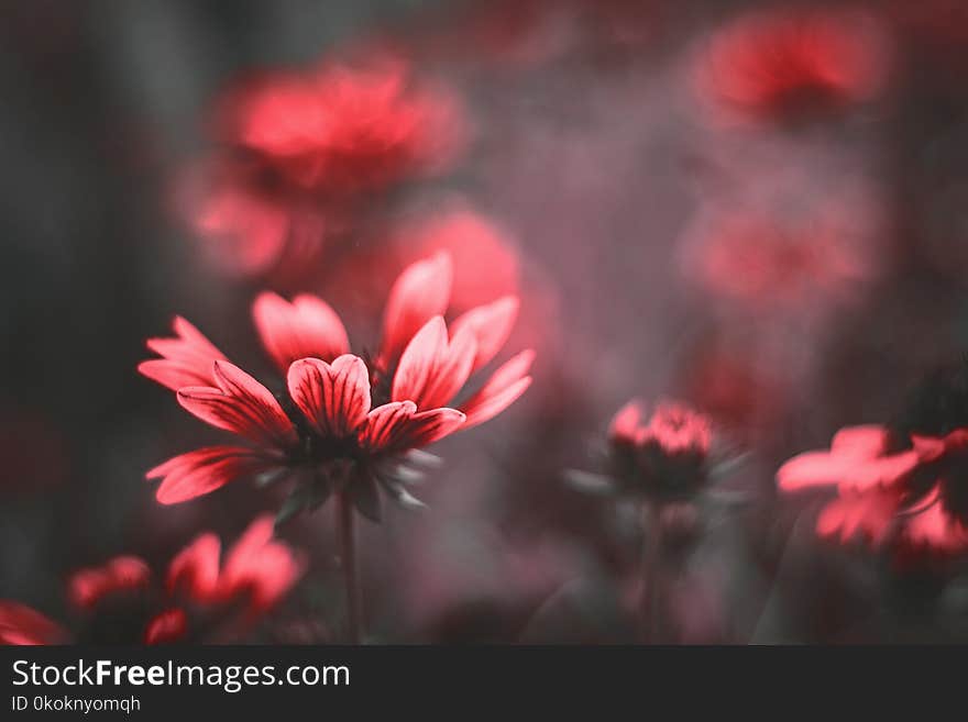 Close-Up Photography of Flower