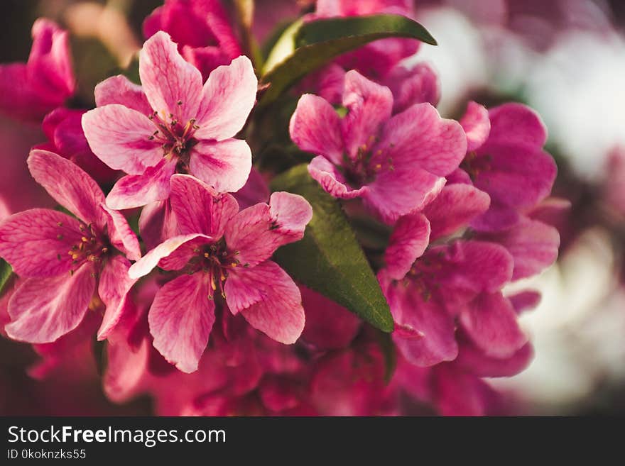 Selective Focus Photography of Pink Flowers