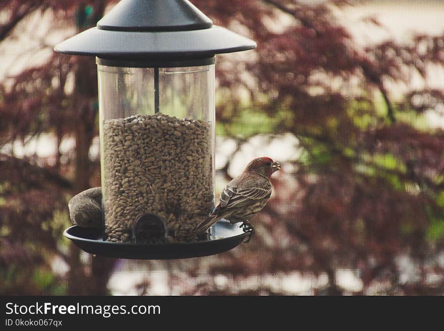 Selective Focus Photography of House Finch Perched on Bird Feeder