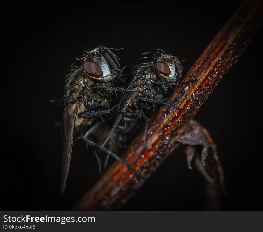 Macro Photography of Flies