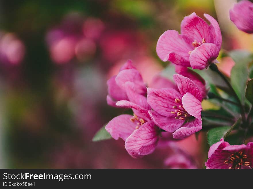 Close-Up Photography of Purple Flowers