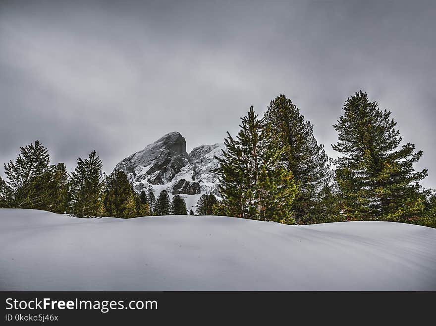 Photography of Pine Trees on Snow-capped Mountains