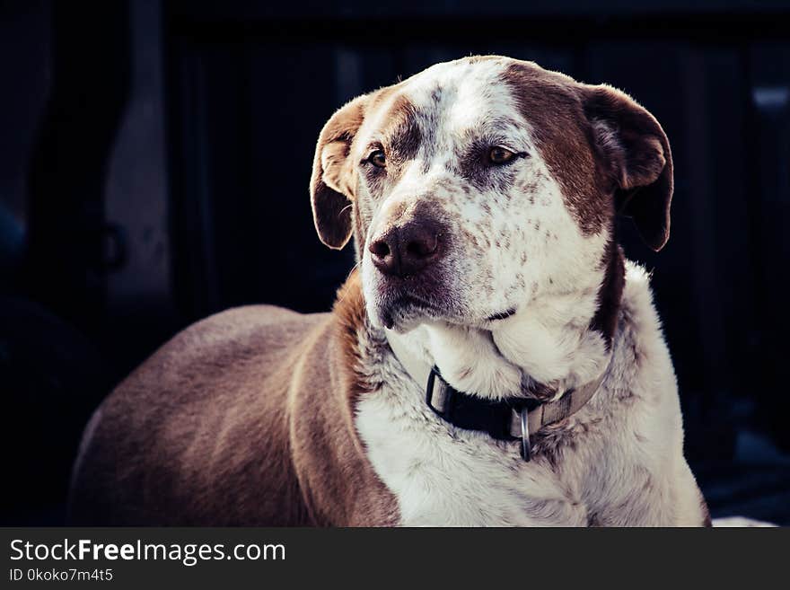 Adult White and Brown American Pit Bull Terrier