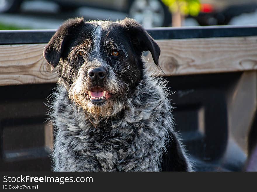 Close-Up Photography of Black Dog