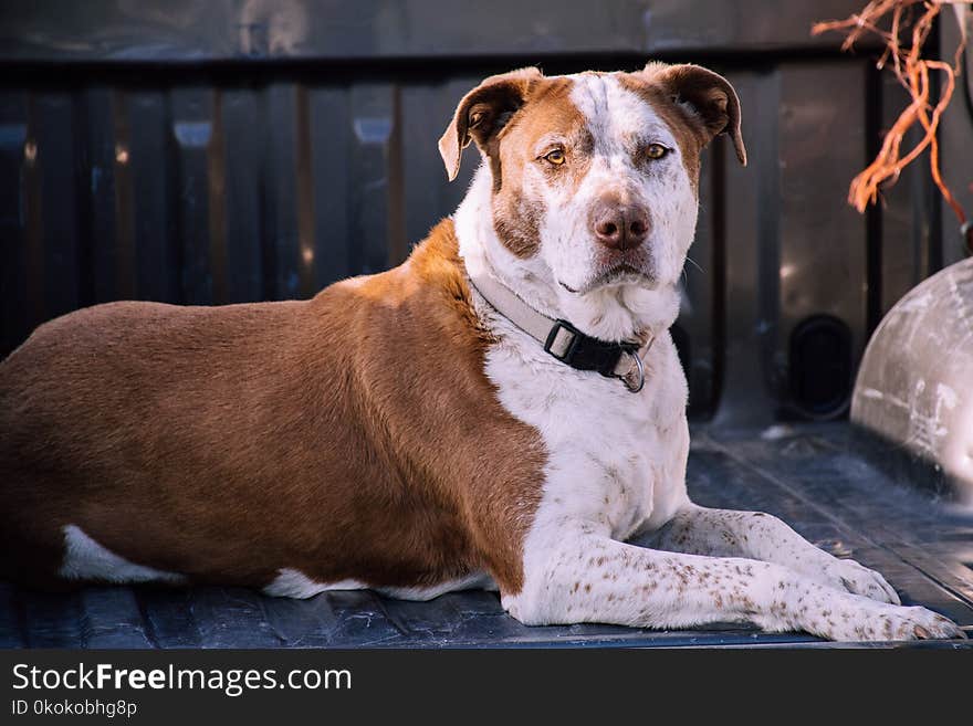 Close-Up Photography of American Pit Bull Terrier