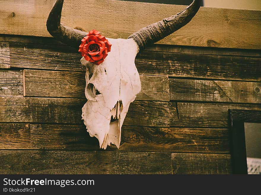 Animal Skull on Wall With Red Rose Decor