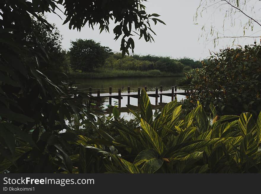 Green-and-yellow Plants Near Brown Wooden Dock on Calm Body of Water at Daytime