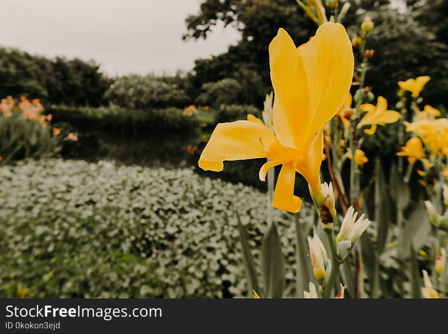 Selective Focus Photography of Yellow Flower