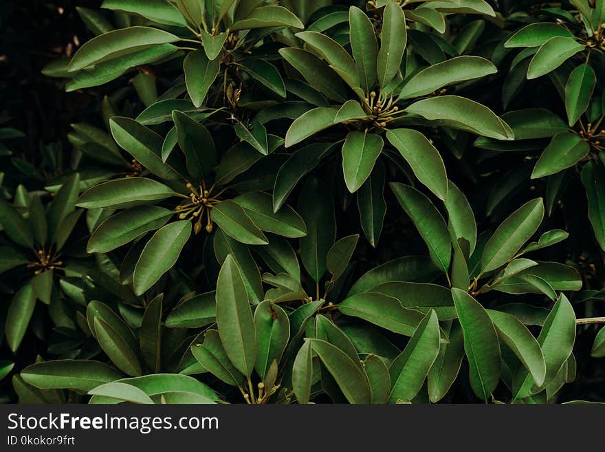 Close-up Photo of Green Leaves