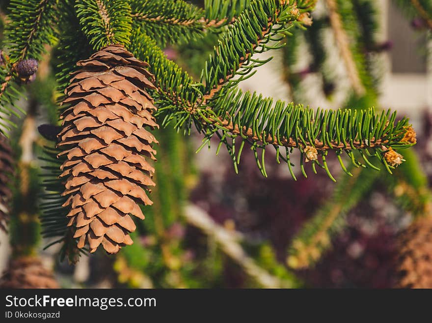 Shallow Focus Photography of Brown Pine Cone