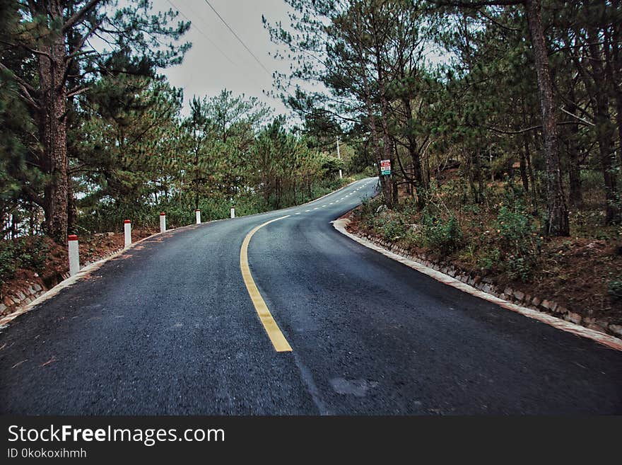 Photography of Roadway Surrounded by Trees