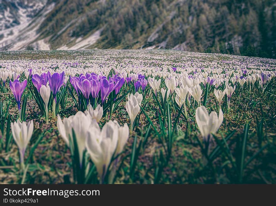 Photography of Flower Field