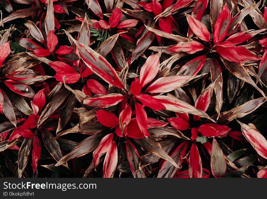 Closeup Photo Red-and-white Petaled Flower Painting