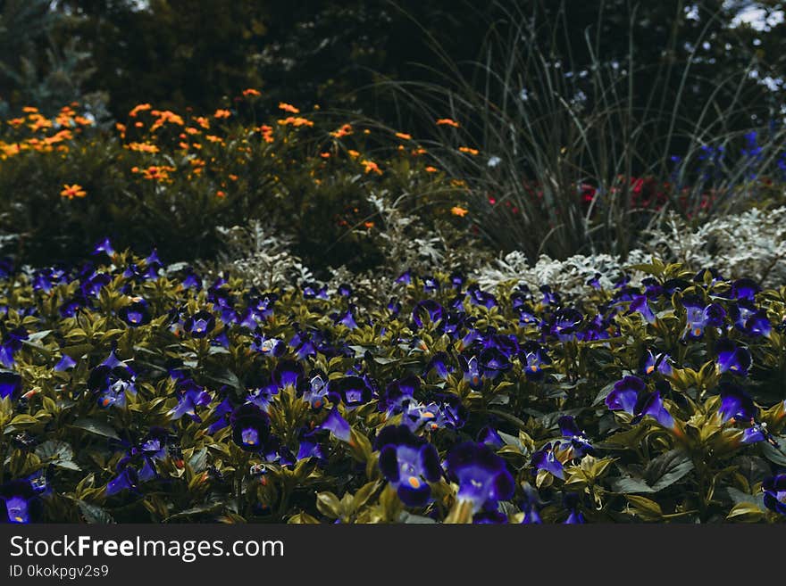 Photography of Purple Flowers