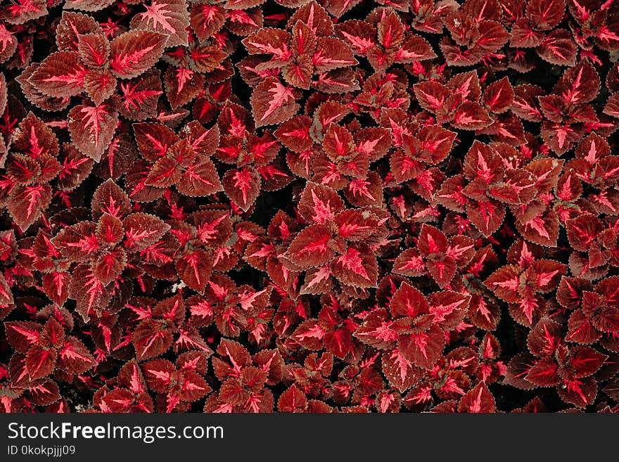 Top View Photo of Red Coleus Plant