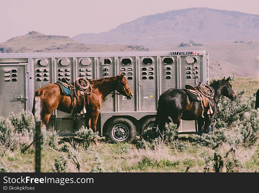 Two Black and Brown Horses