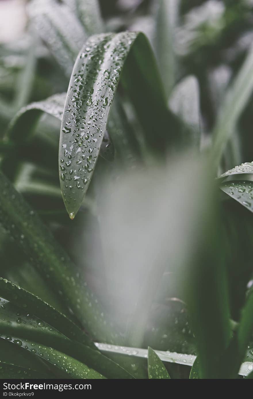 Selective Focus Photography Of Green Leaf Plant