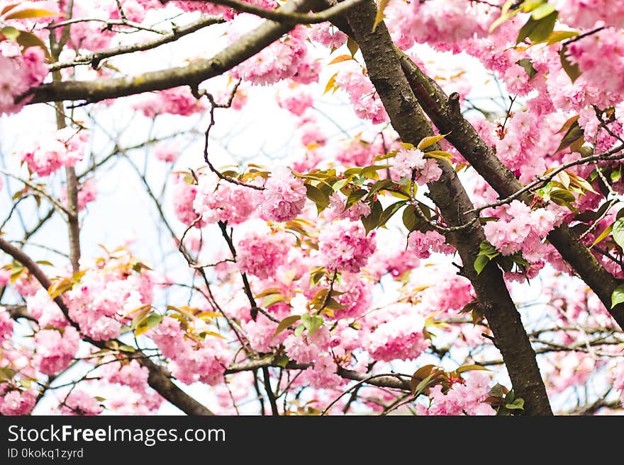 Photography of Pink Flowers on Tree