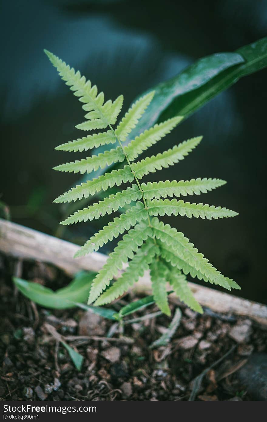 Close-Up Photography of Fern Plant